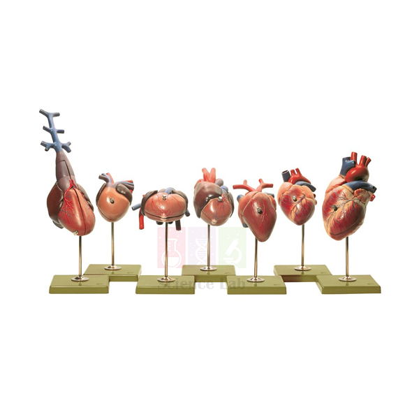 Vertebrate Hearts Model Set
